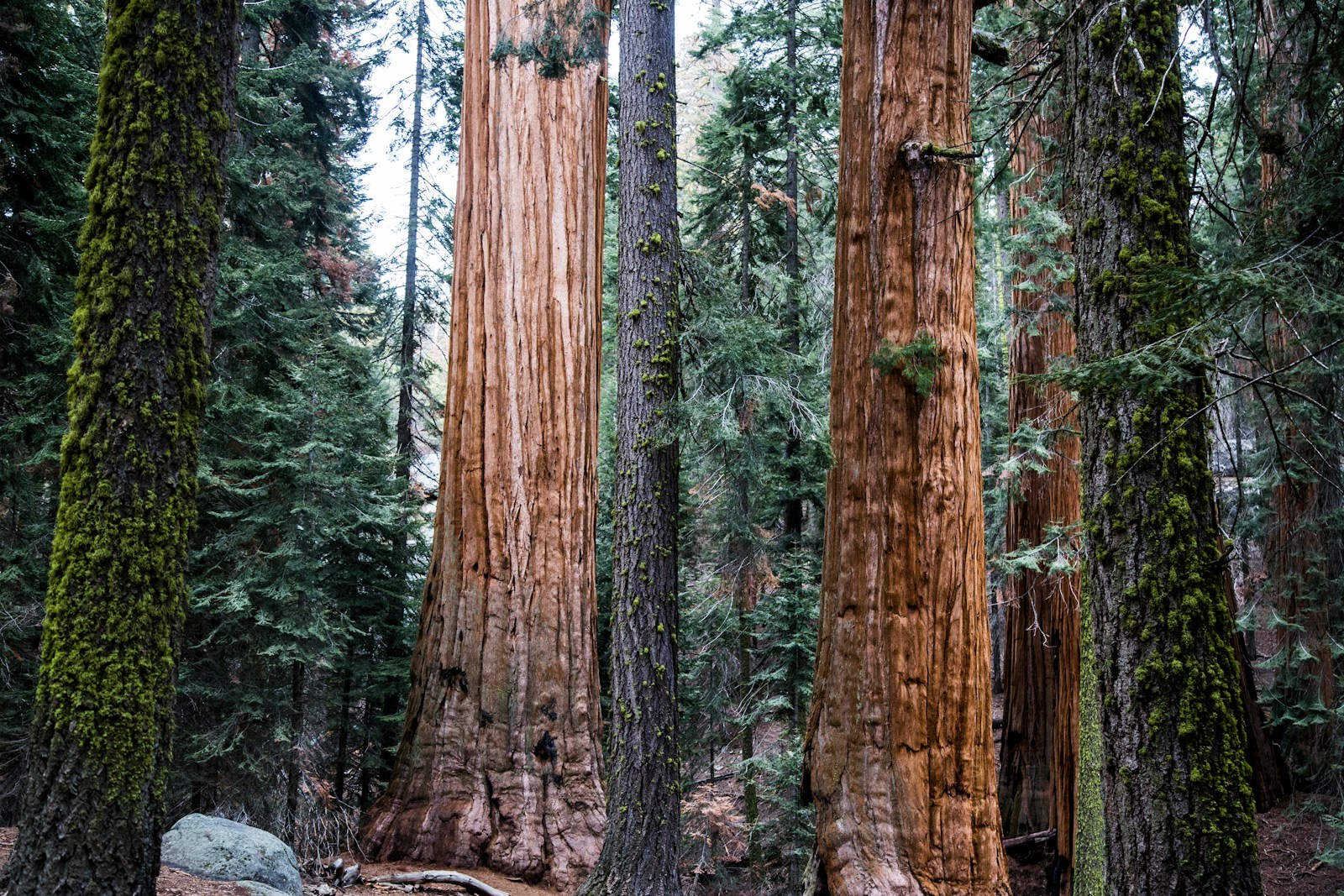 Install Nginx & Multiple PHP Versions on macOS 15 Sequoia