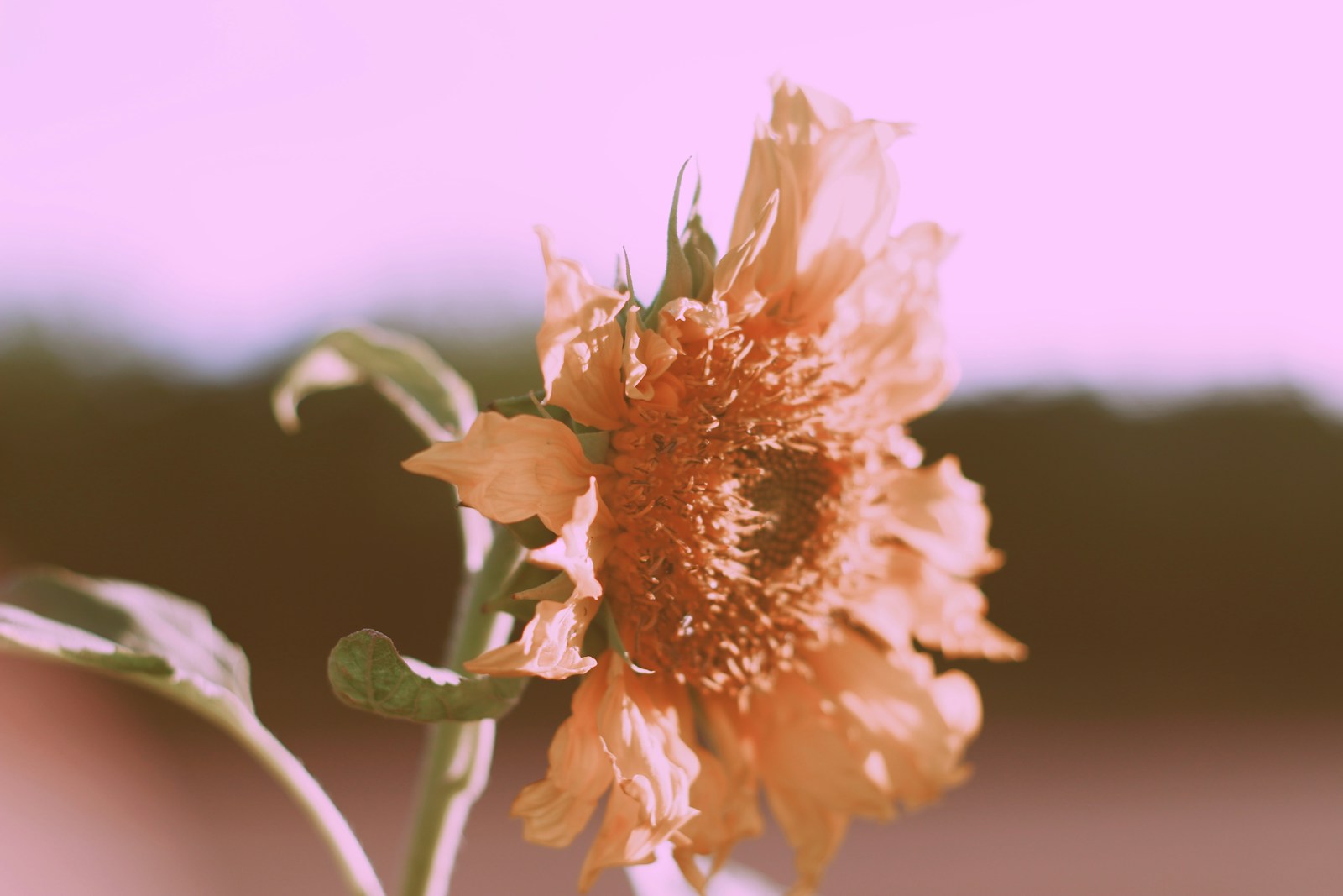 How to Fix Washed Out Colors in Google Chrome Screenshots for Clear and Accurate Images